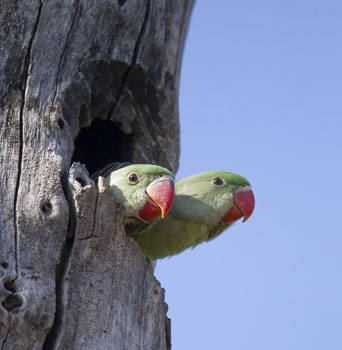 parotkeet